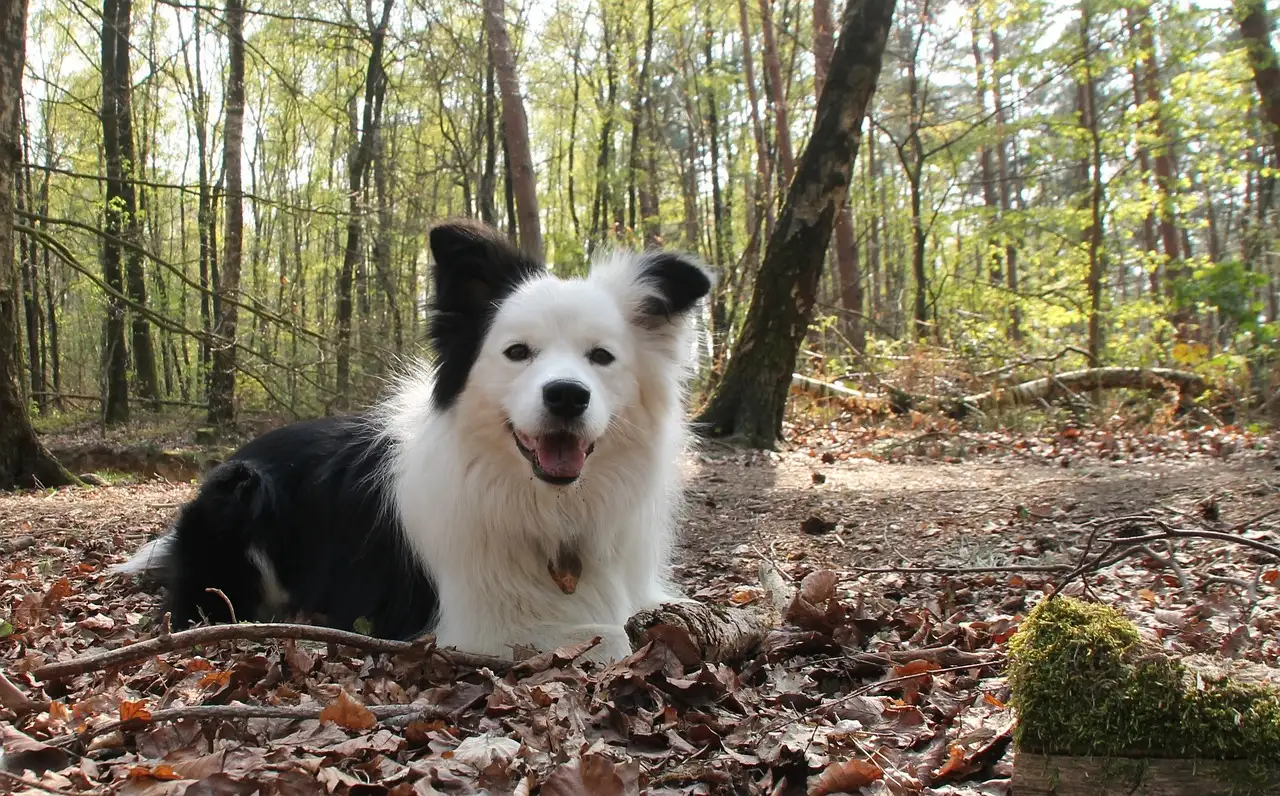 Puppy pootjes houding bij wielrennen: wat is normaal?